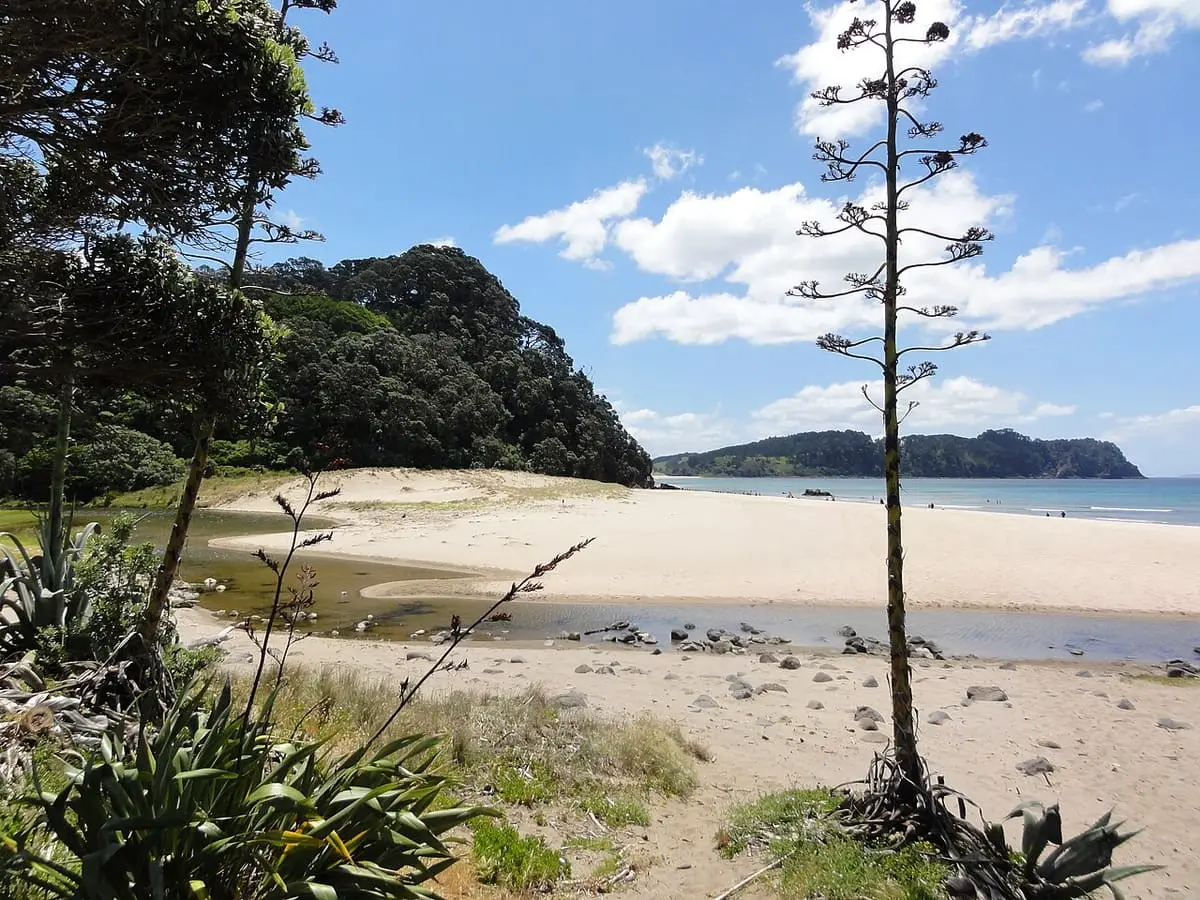 Golden sand and a tall flax stalk looking across Hot Water Beach toward a wooded headland