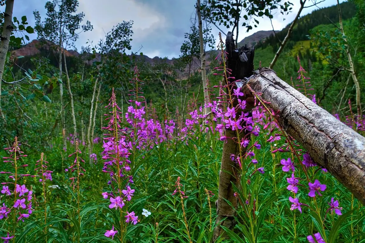Fireweed and a fallen log along the trail up Conundrum Creek toward the hot springs