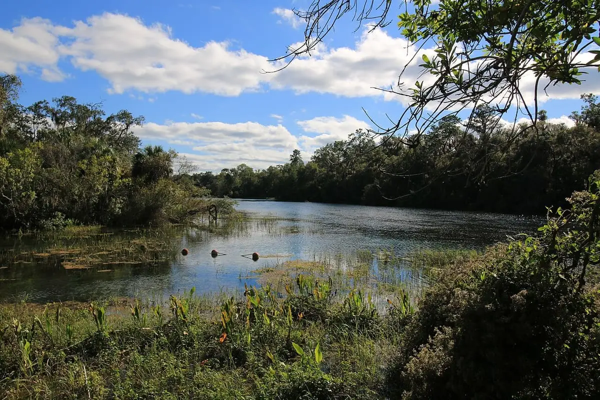 Rainbow River winding past grassy banks and trees below a sunny sky at Rainbow Springs