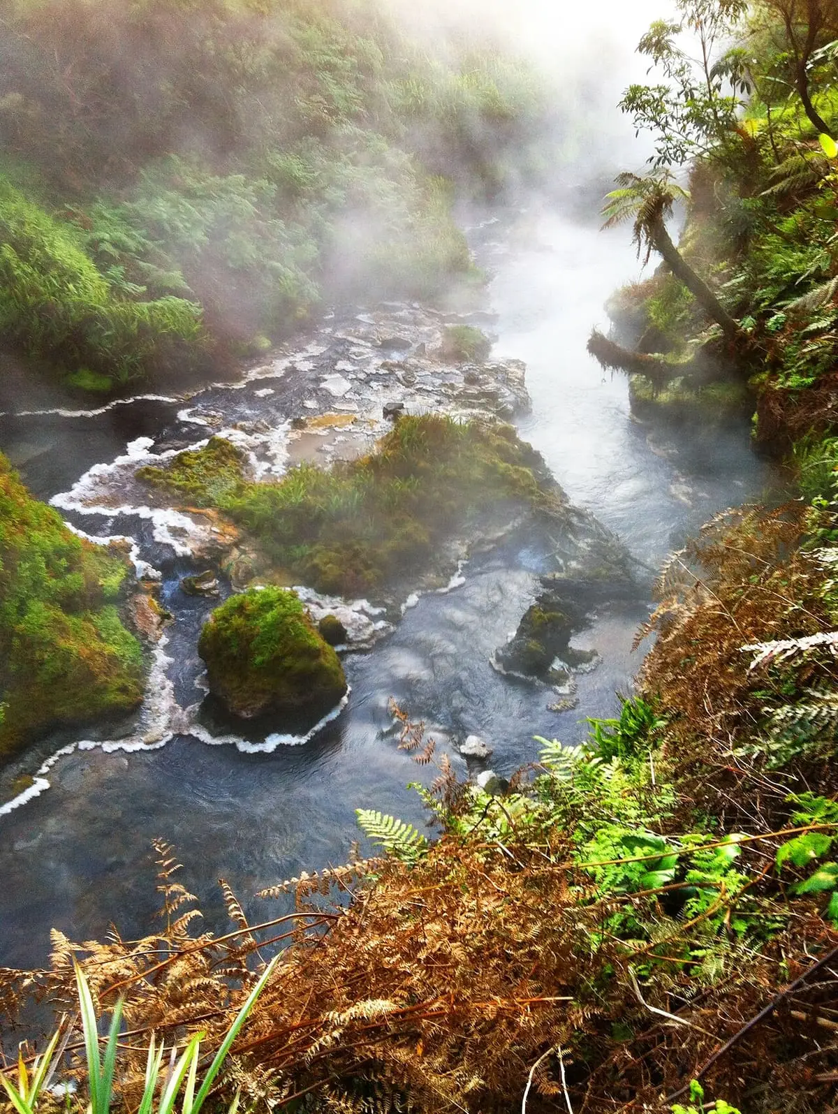 Te Manaroa spring source steaming through a fern lined gorge in Waikite Valley