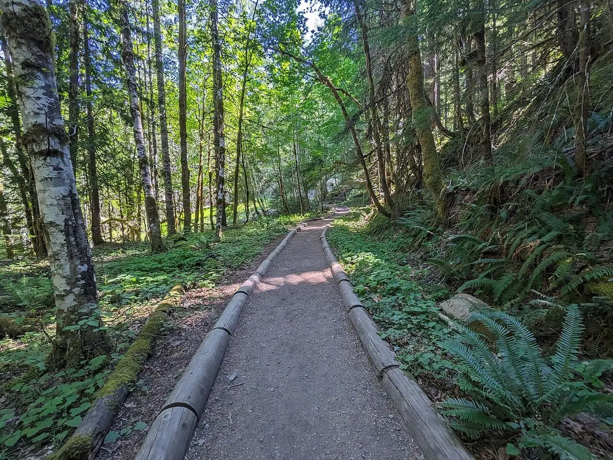 Packed dirt Hot Springs Trail lined with logs through leafy forest from the Ohanapecosh Campground