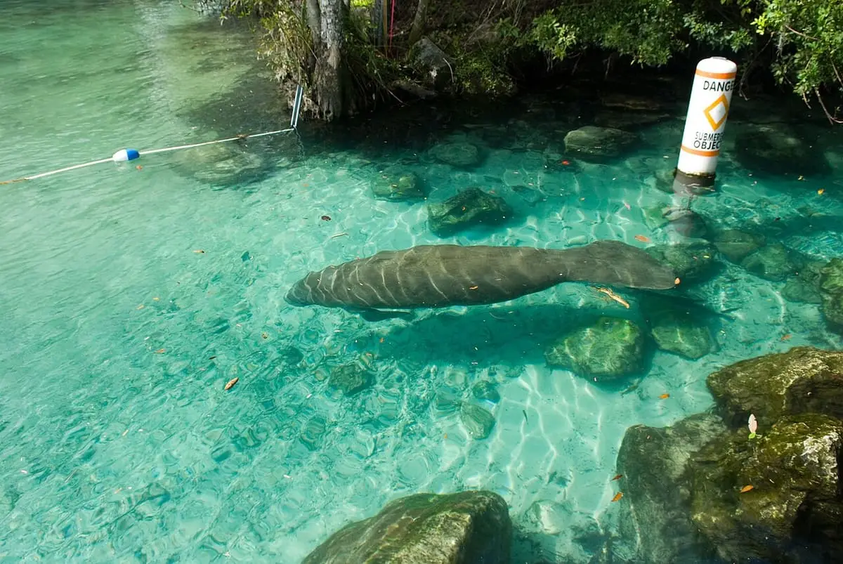 Manatee resting in the clear turquoise water of Three Sisters Springs beside a marker post