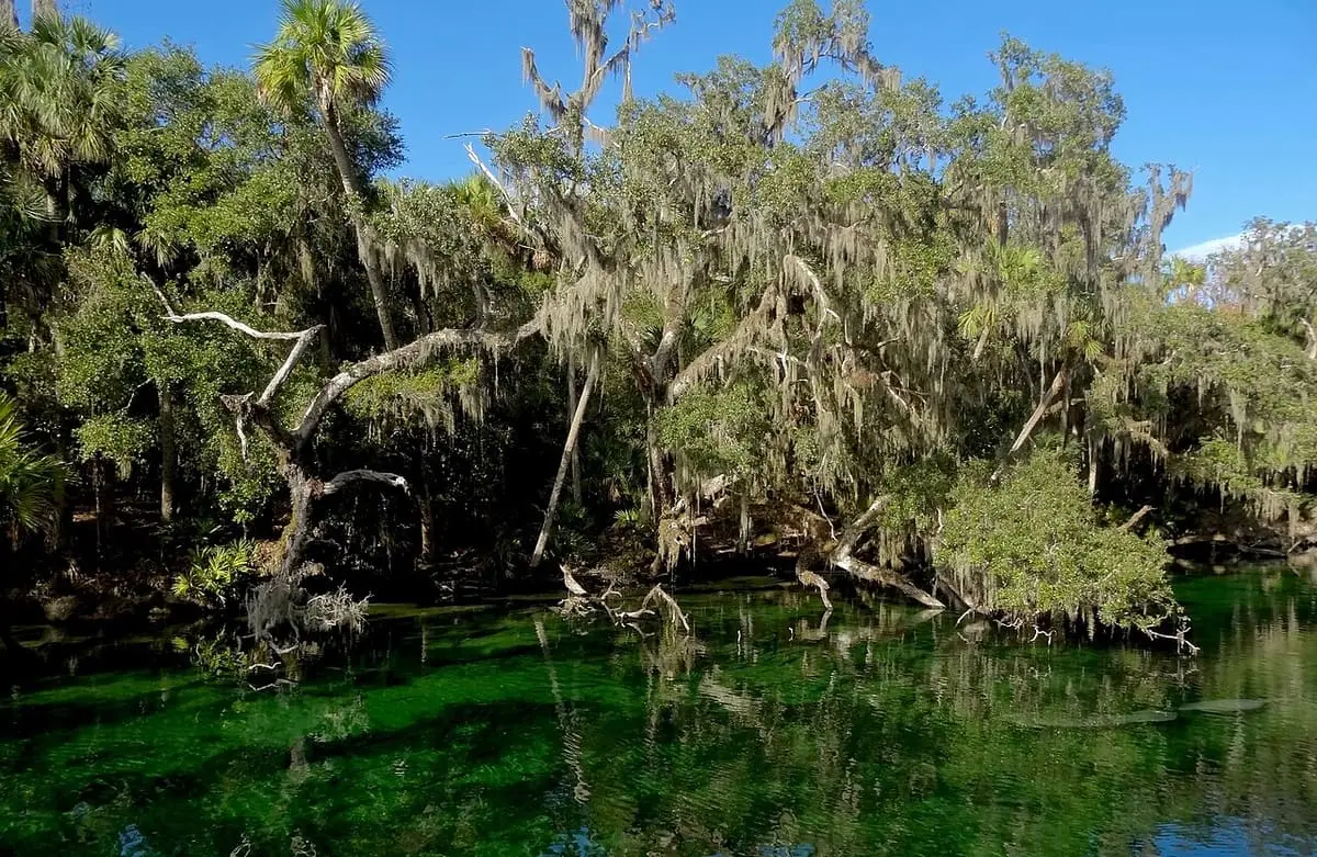 Clear green Blue Spring run beneath leaning trees hung with Spanish moss under blue sky
