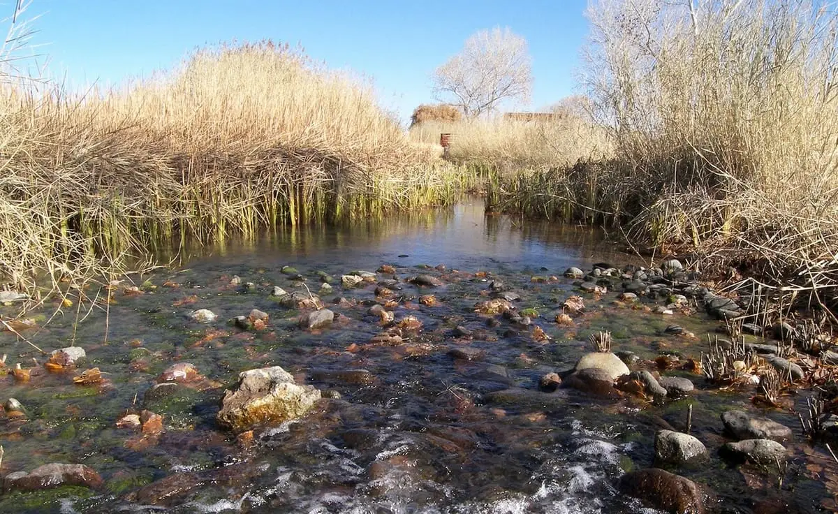 Clear water of the San Solomon Springs cienega flowing over stones between dry reeds at Balmorhea State Park