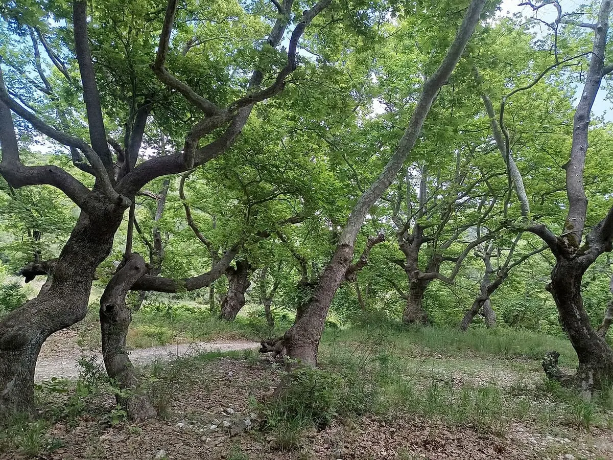 Old plane trees and a dirt track in the forest near Loutra Eleftheron