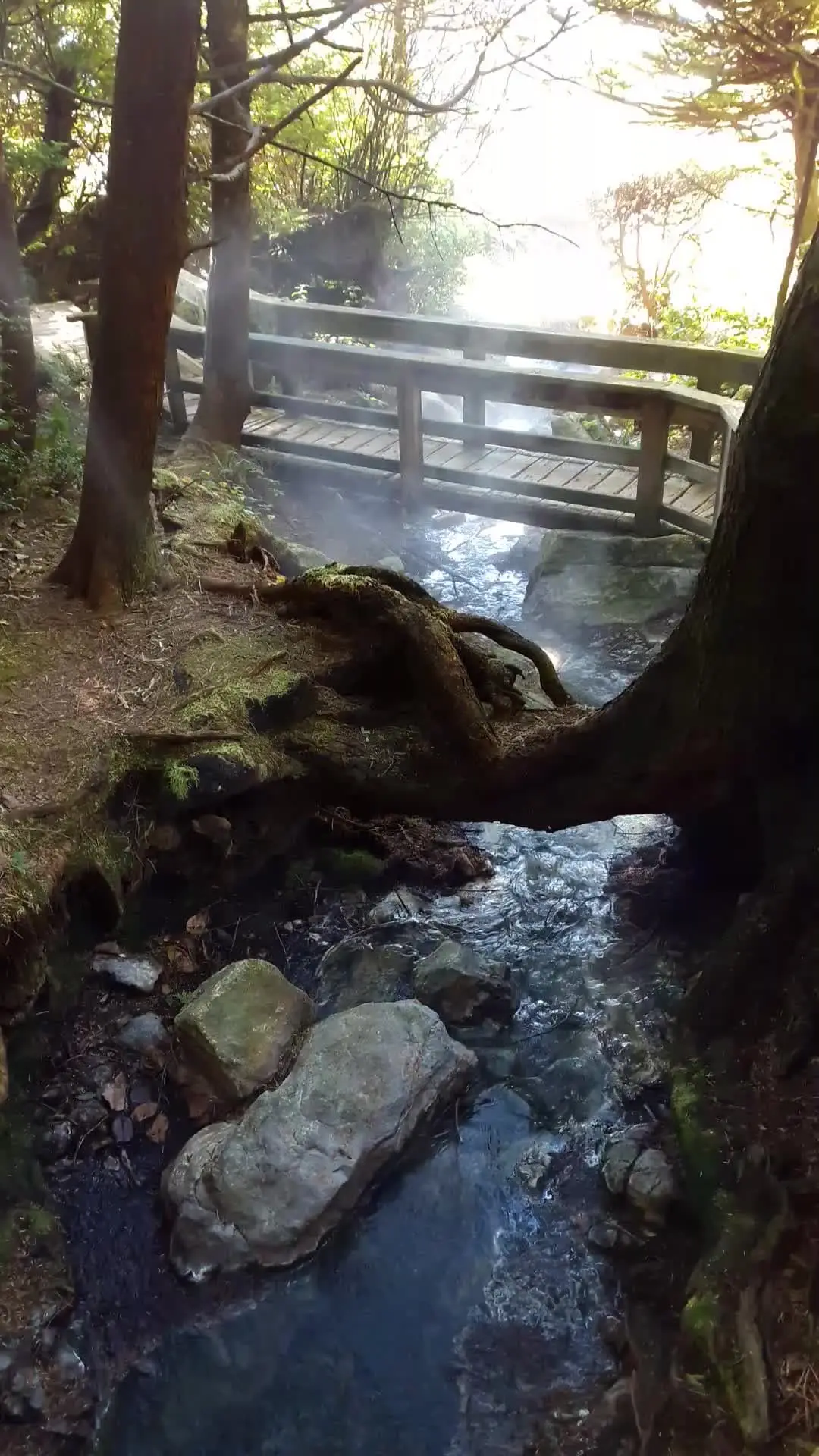 Steaming hot creek flowing under a wooden footbridge in the forest at Hot Springs Cove