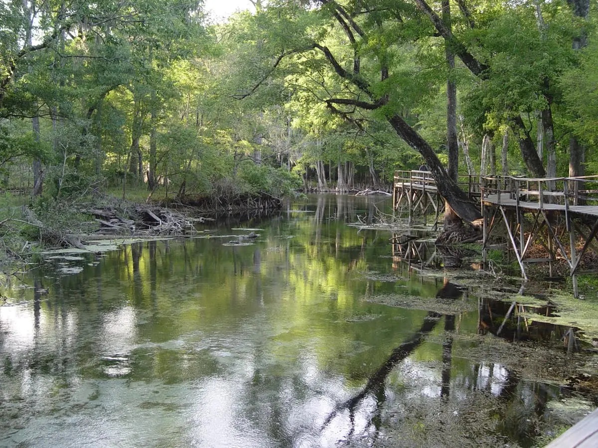Blue Springs run meeting the Santa Fe River among cypress trees and a wooden walkway