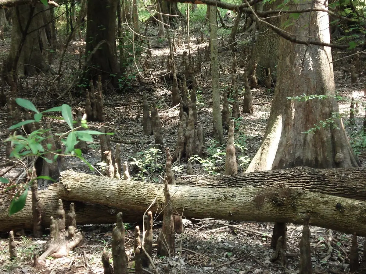 Cypress forest with knees and a fallen log beside Ginnie Springs