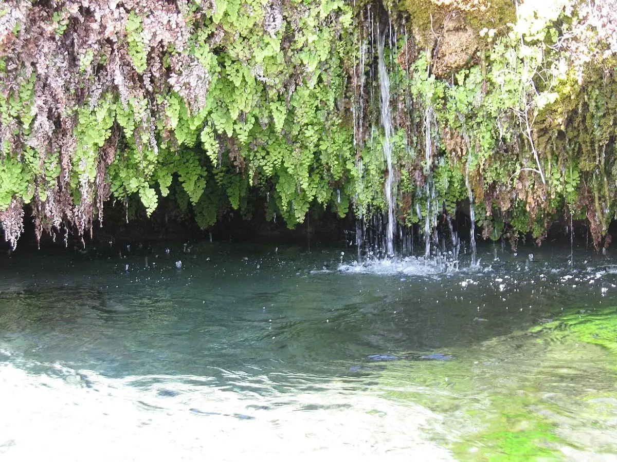 Warm water dripping from hanging ferns into a clear green pool at Gandy Warm Springs