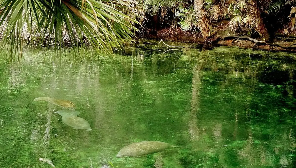 Manatees resting in clear green water of the Blue Spring run beside palm fronds