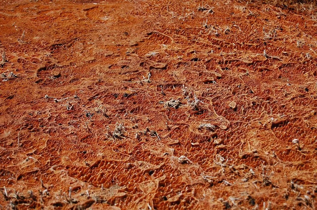 Close view of an orange crust of thermophilic bacteria at Mickey Hot Springs