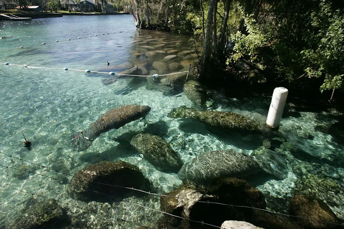 Group of manatees gathered in the clear shallow water of Three Sisters Springs