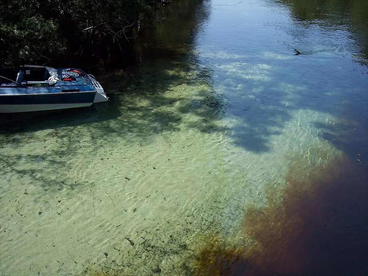 Clear spring water from Gilchrist Blue Springs meeting tannin dark water of the Santa Fe River