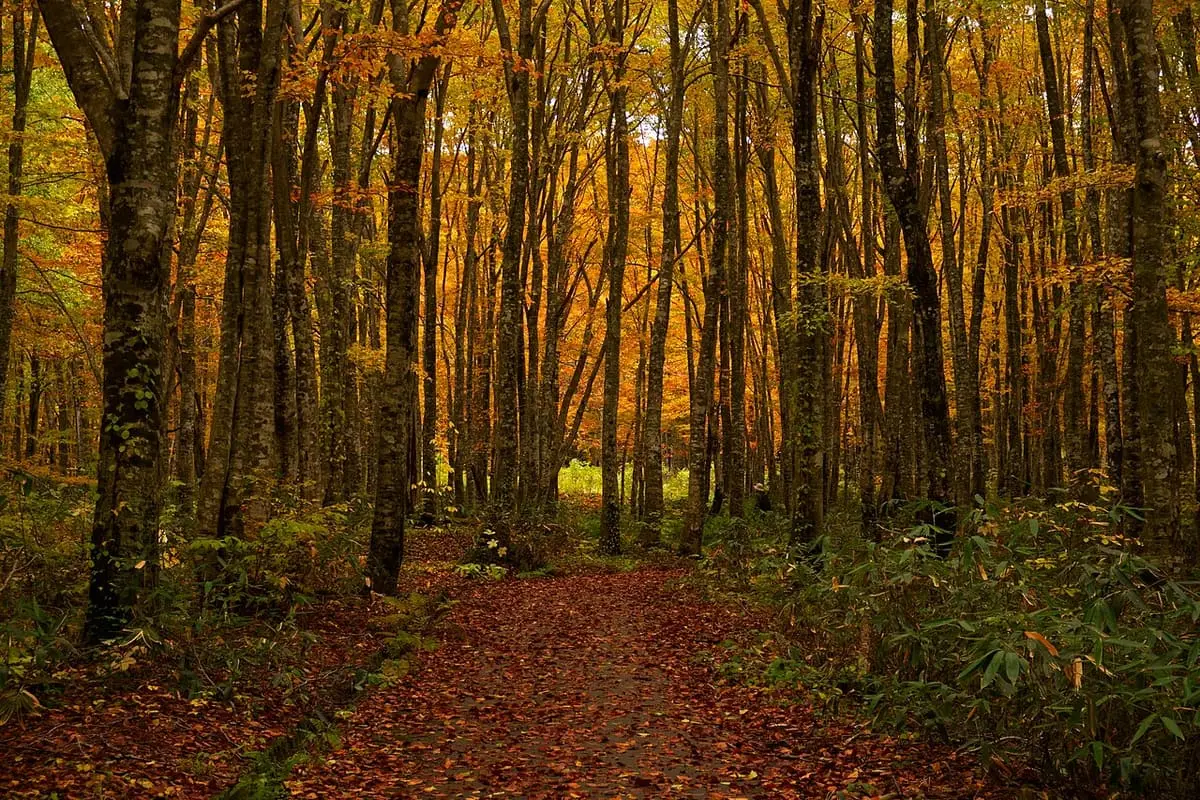 Leaf covered path through autumn beech forest in Nyuto Onsenkyo