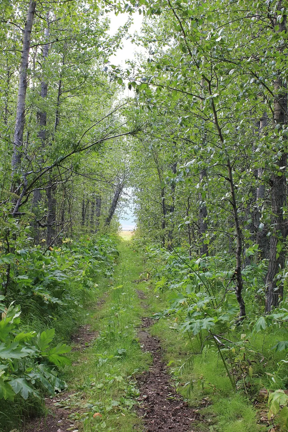 Narrow path through tall cottonwood trees at Pilgrim Hot Springs