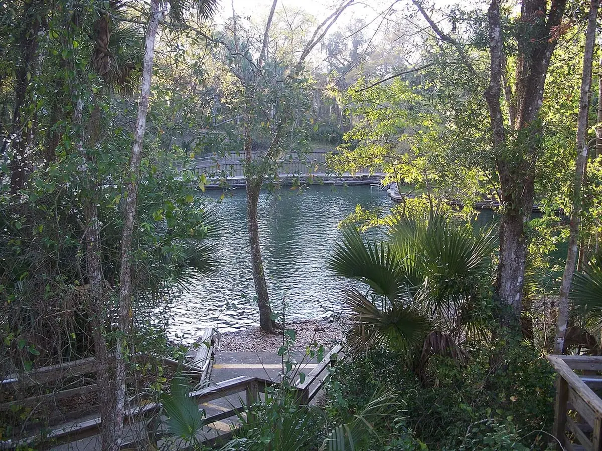 Wekiwa Springs swimming area seen through palms and trees from a wooden boardwalk