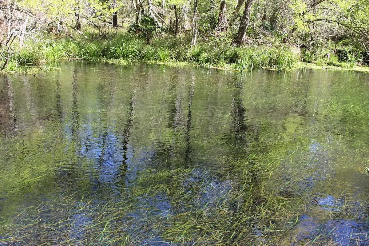 Calm Ichetucknee River with eelgrass and reflections of the wooded bank