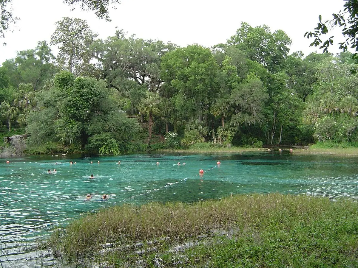 Rainbow Springs headspring with green water, eelgrass and dense trees along the shore