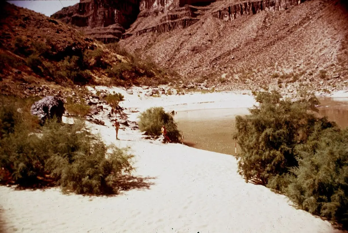 Sandy beach and tamarisk at the Pumpkin Spring campsite on the Colorado River in 1975