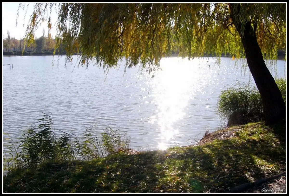 Sunlight sparkling on Sóstó lake under an overhanging willow at Sóstógyógyfürdő
