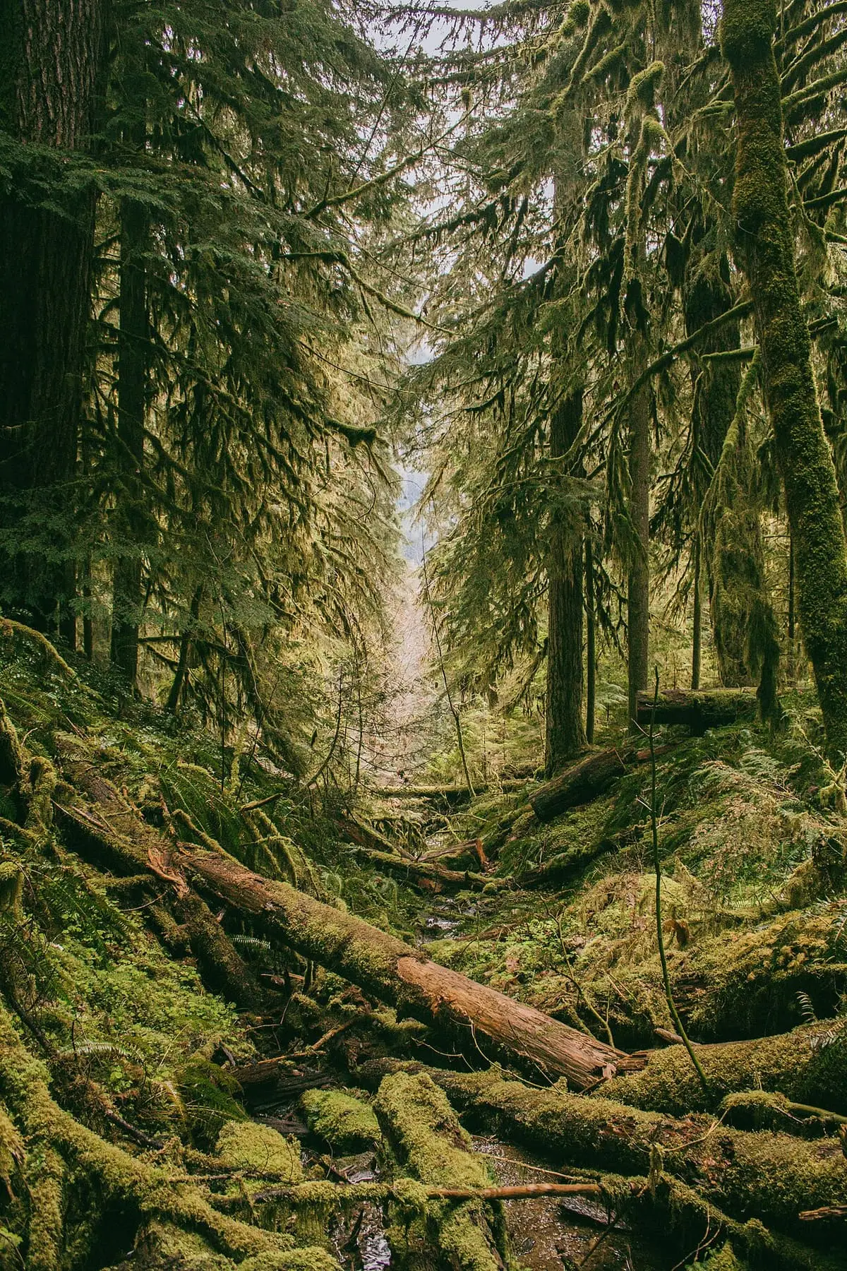 Mossy fallen logs among tall conifers along the Cougar Hot Springs Trail