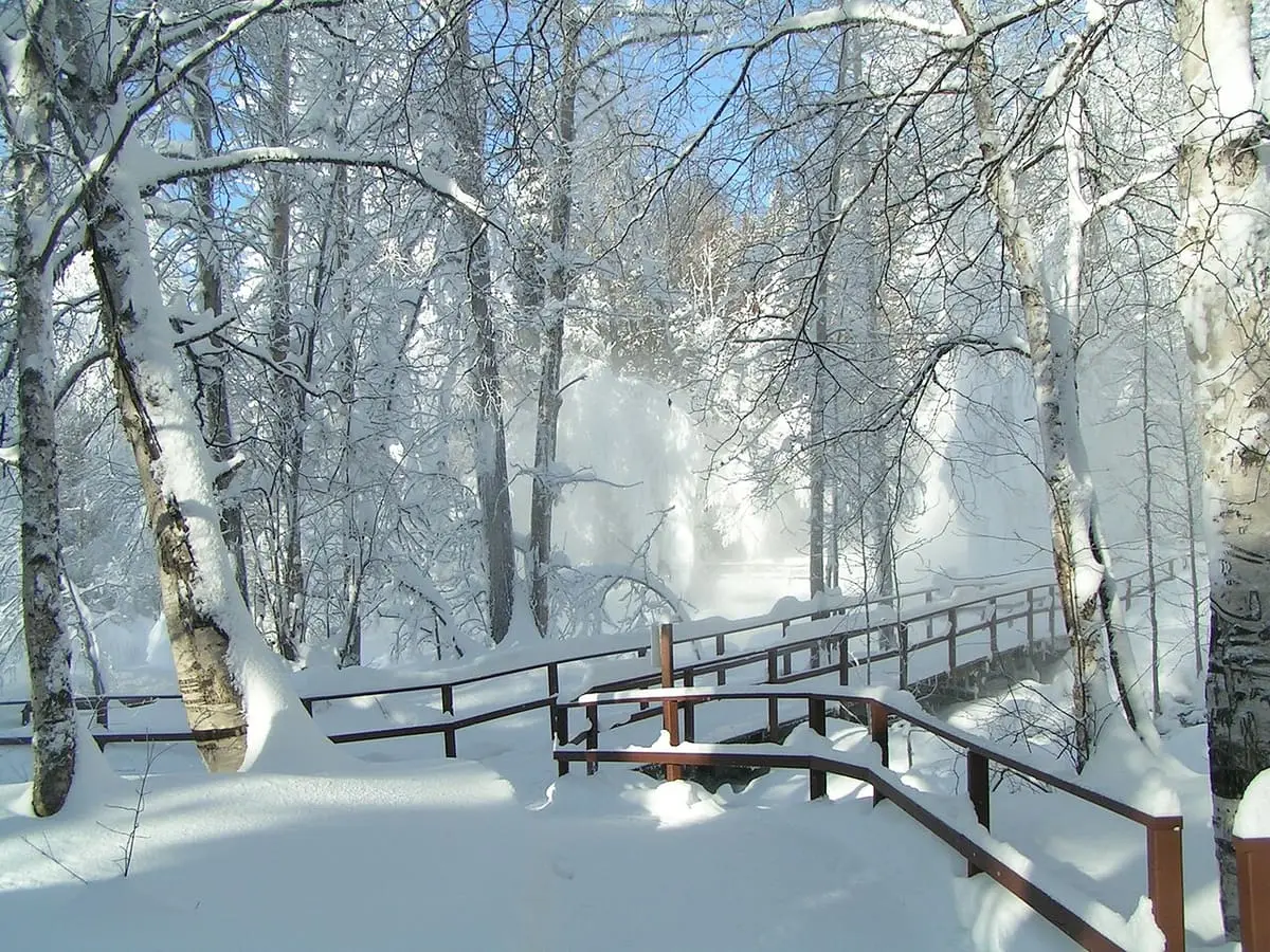 Snow covered boardwalk through frosted birch trees at Liard River Hot Springs