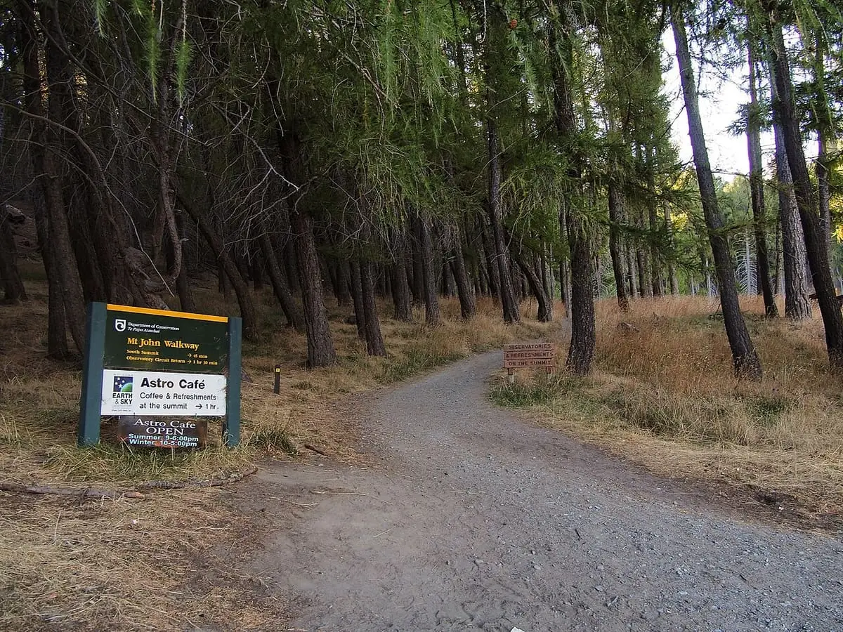 Gravel start of the Mt John Walkway through pine forest near Tekapo Springs