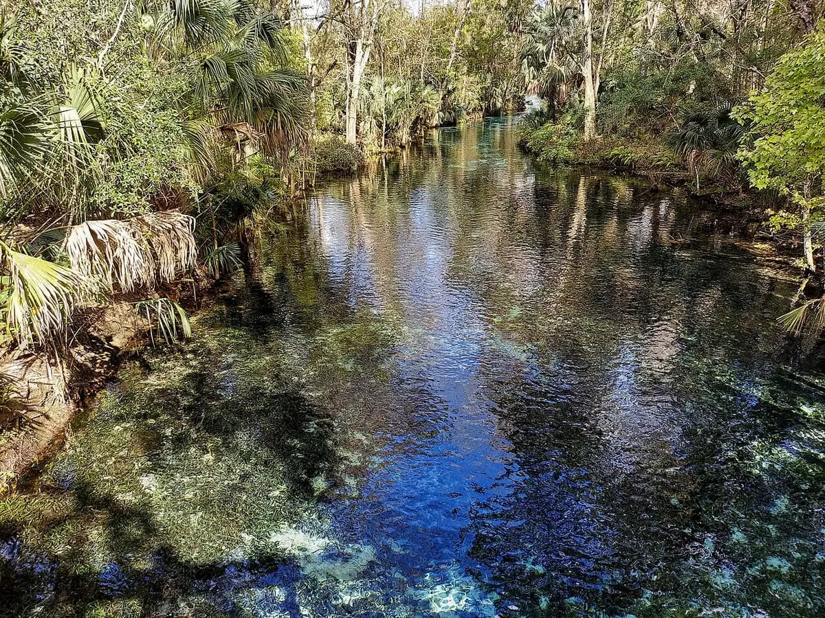 Crystal clear water of the Silver River over a sandy bottom framed by palms
