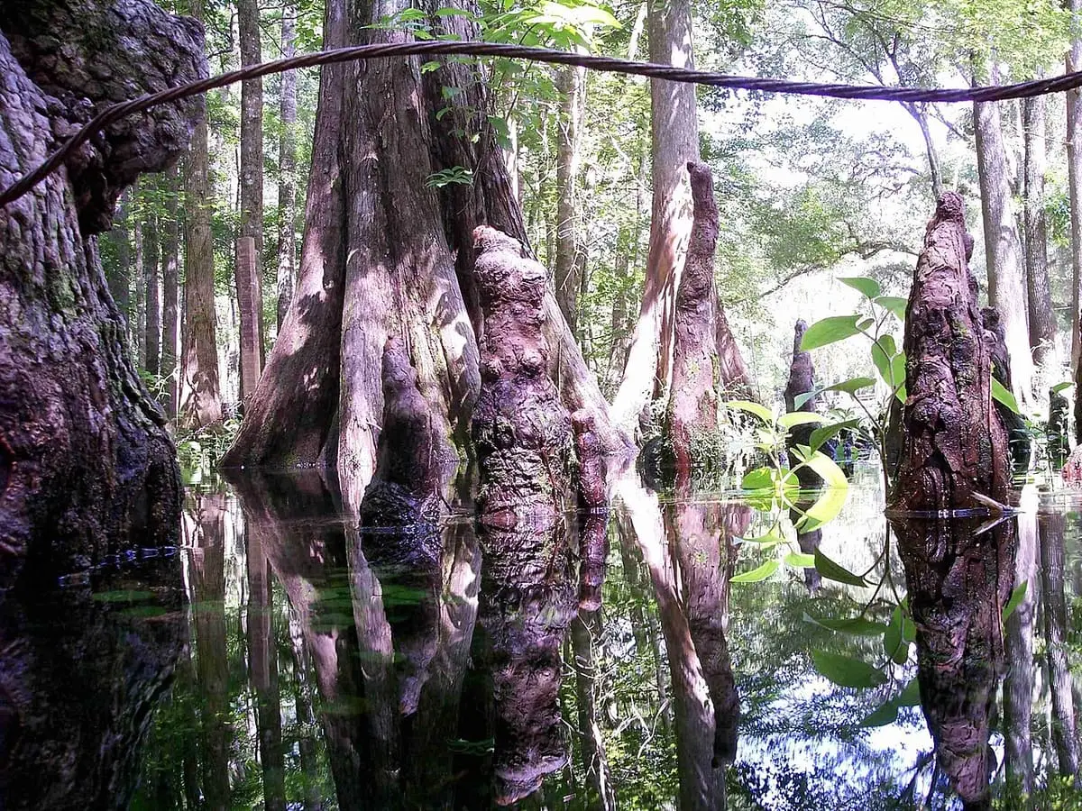 Tall cypress trunks and knees standing in dark water at Little Blue Spring
