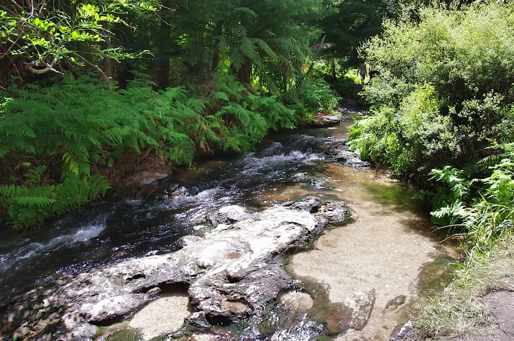 Kerosene Creek running over flat pale rock ledges between green ferns