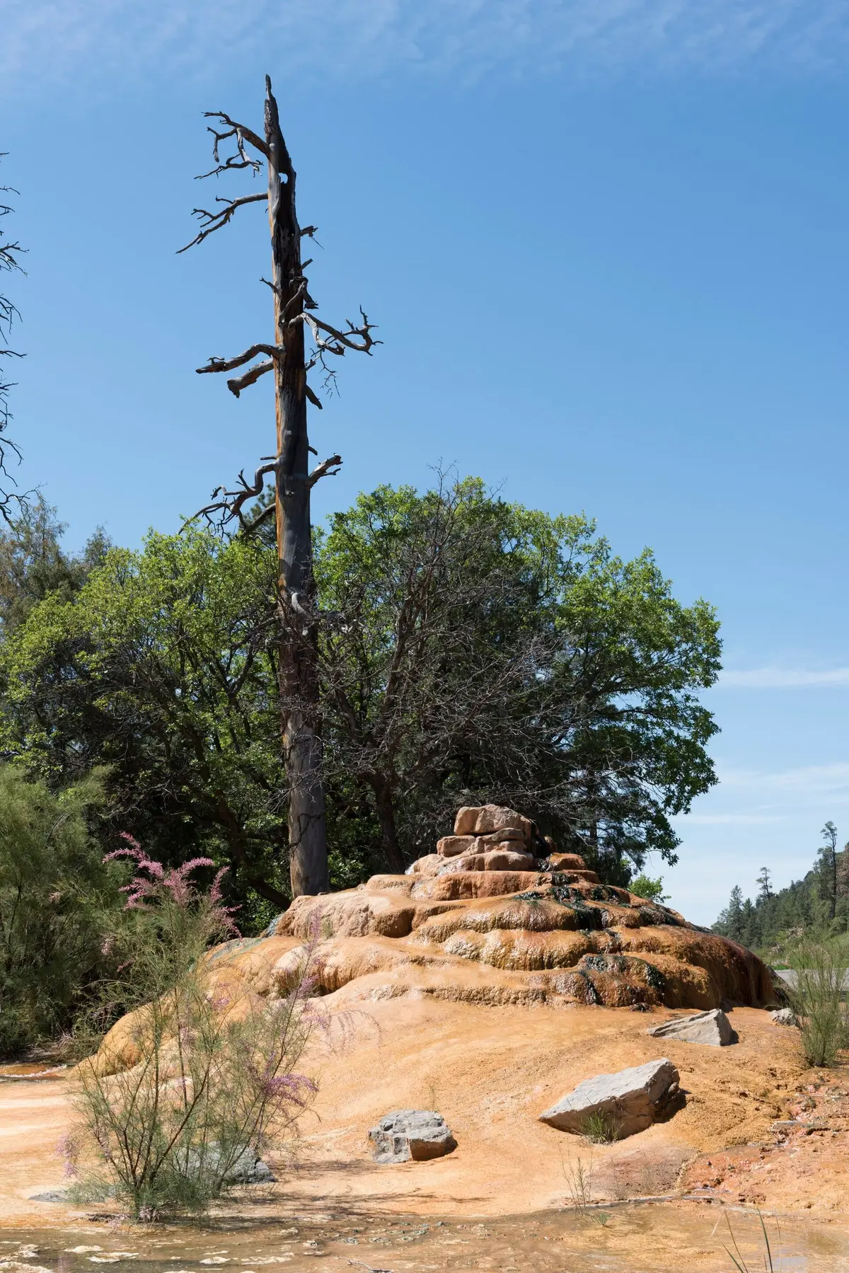 Pinkerton Hot Springs mineral mound below a tall dead pine under a blue sky