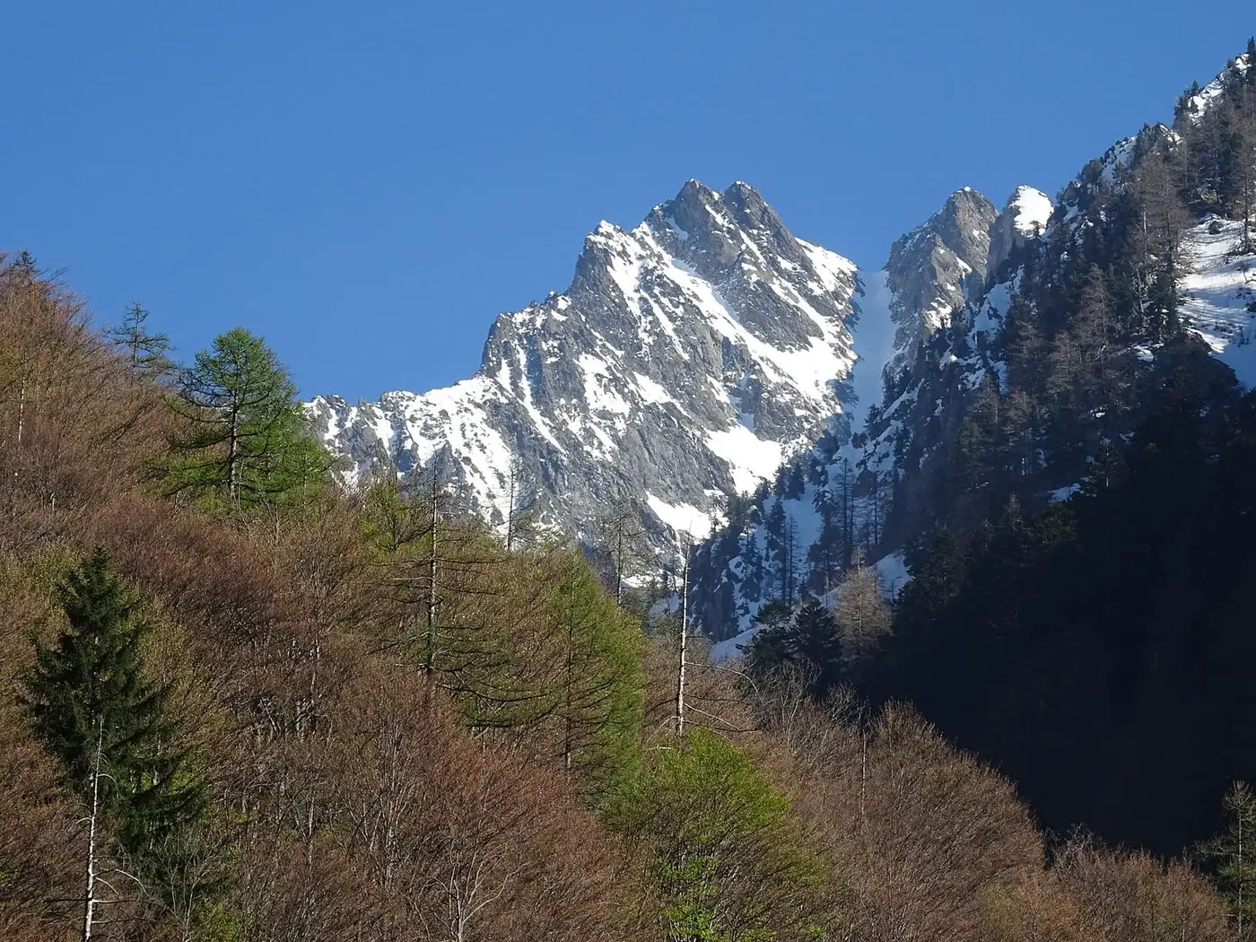 Snowy Monte Stella and the Canalone di Lourousa above forested slopes, seen from Terme di Valdieri