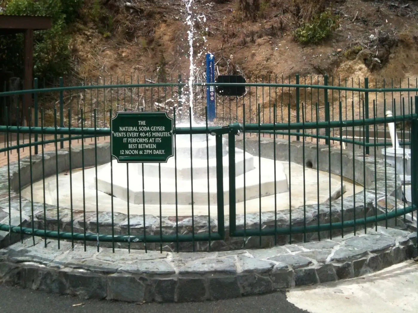 Mōkena Geyser spouting inside its fenced basin in the Te Aroha spa domain below bush covered slopes