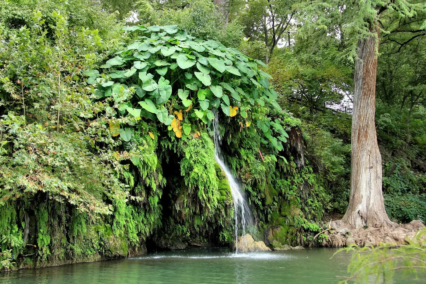 Spring waterfall spilling through elephant ear plants into the natural pool at Krause Springs