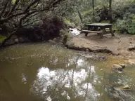 Shallow hot pool in a bush creek beside a picnic table on Great Barrier Island