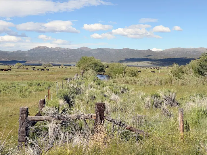 Sagebrush meadow and old wooden fence at Fales Hot Springs with grazing cattle and distant mountains