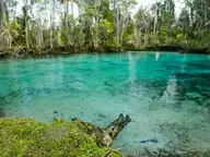Turquoise water of Three Sisters Springs in Crystal River ringed by trees and a mossy bank