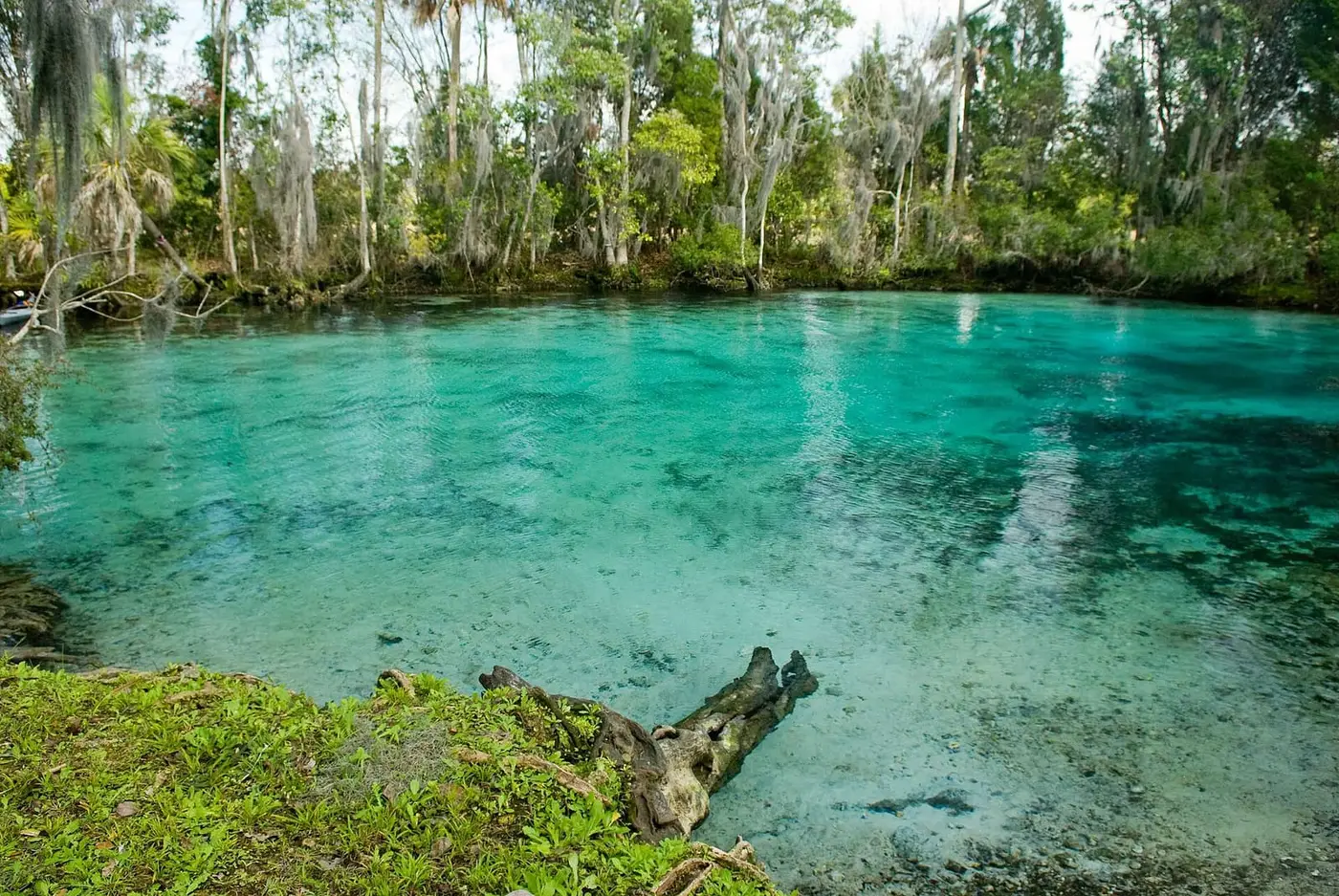 Turquoise water of Three Sisters Springs in Crystal River ringed by trees and a mossy bank