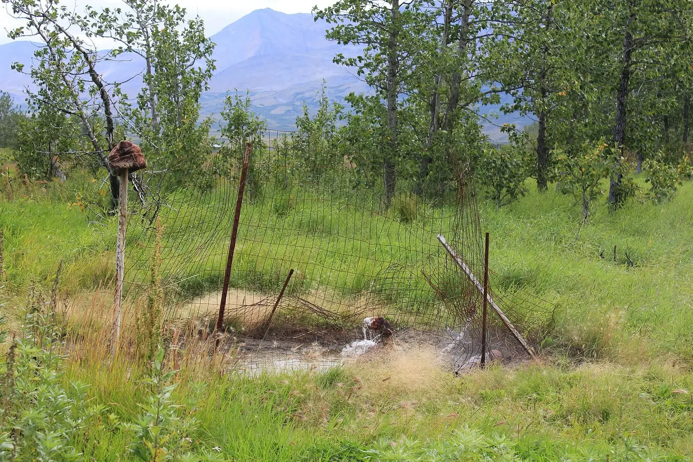 Artesian thermal well spilling warm water into a fenced pool among trees at Pilgrim Hot Springs