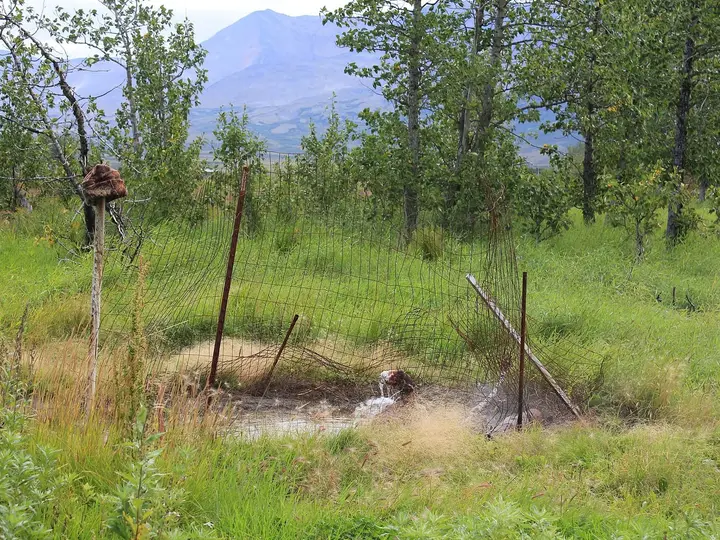 Artesian thermal well spilling warm water into a fenced pool among trees at Pilgrim Hot Springs
