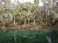 Green water of Blue Spring with manatees below the surface and moss draped trees on the bank