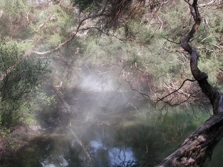 Steam rising off a sunlit pond among twisted trees in the Tokaanu geothermal area
