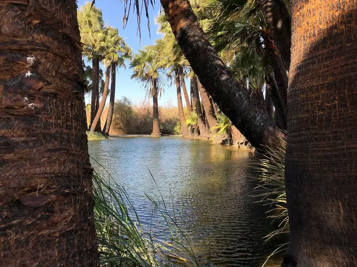 Palm lined pond at the Hot Springs Long Term Visitor Area near Holtville under blue sky