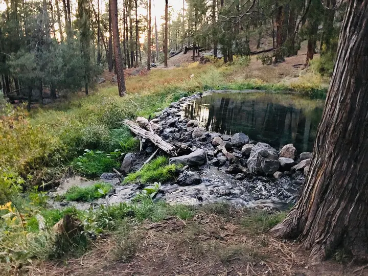 Rock dammed pool at McCauley Warm Springs in a grassy clearing among ponderosa pines