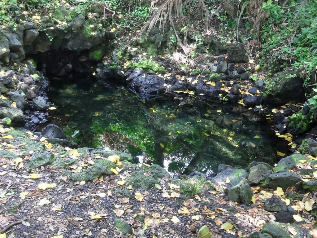 Clear warm pond ringed by lava rock and fallen leaves in the jungle at Pohoiki