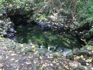 Clear warm pond ringed by lava rock and fallen leaves in the jungle at Pohoiki