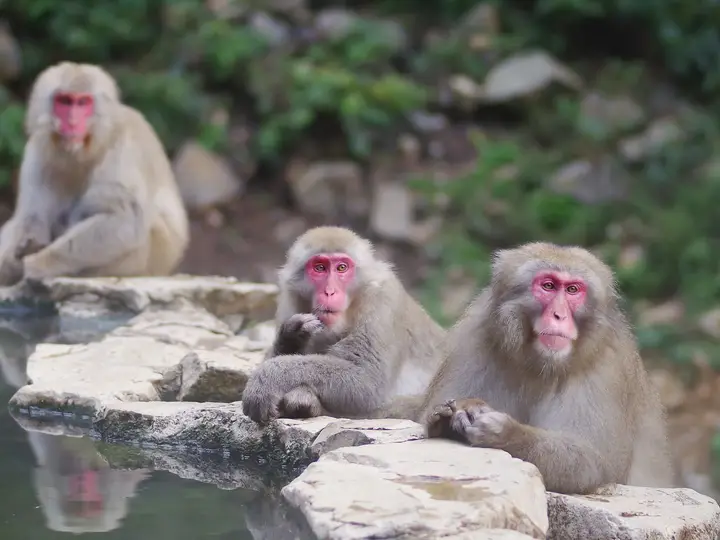 Three snow monkeys sitting on the rocky rim of the hot spring pool at Jigokudani Monkey Park