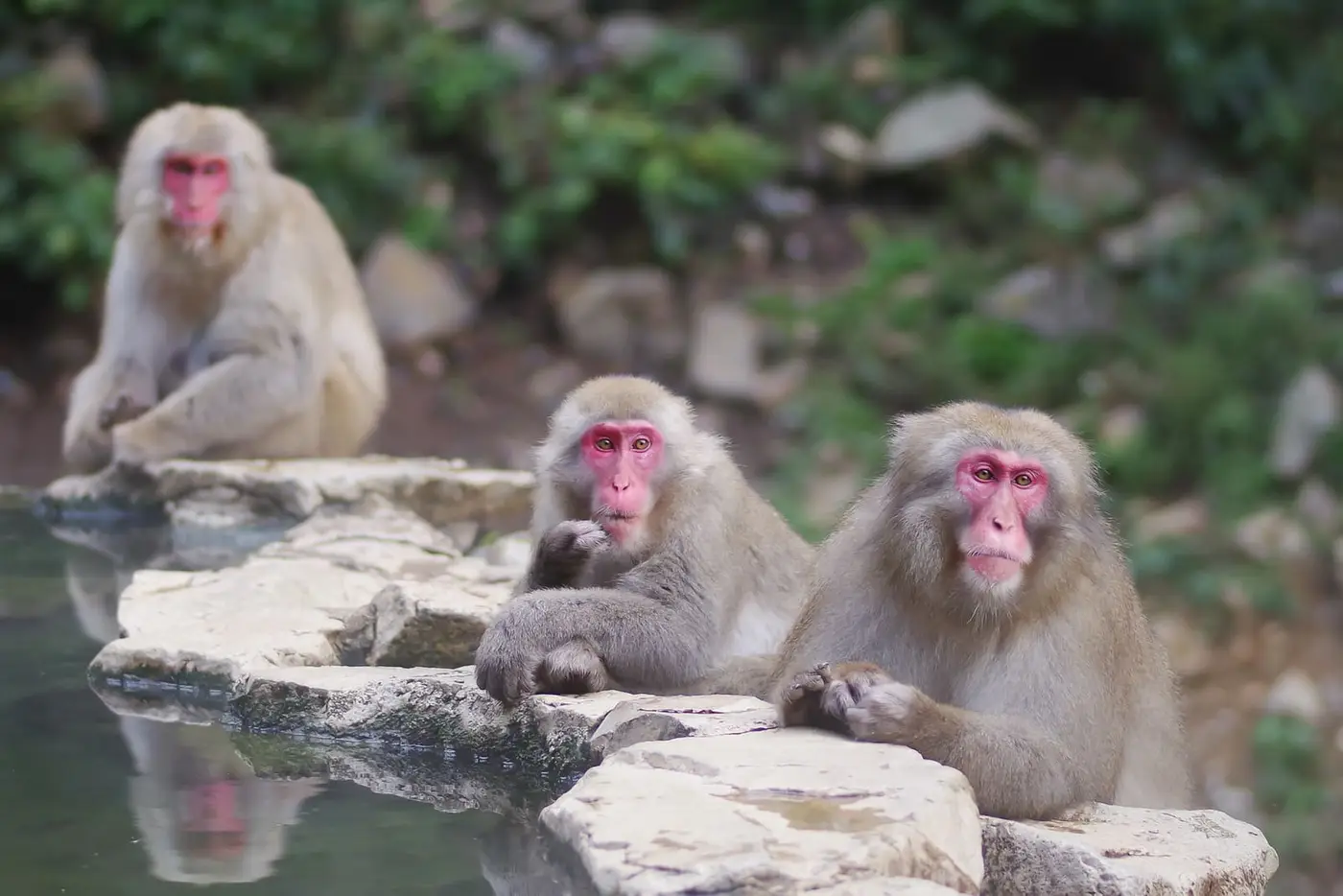Three snow monkeys sitting on the rocky rim of the hot spring pool at Jigokudani Monkey Park
