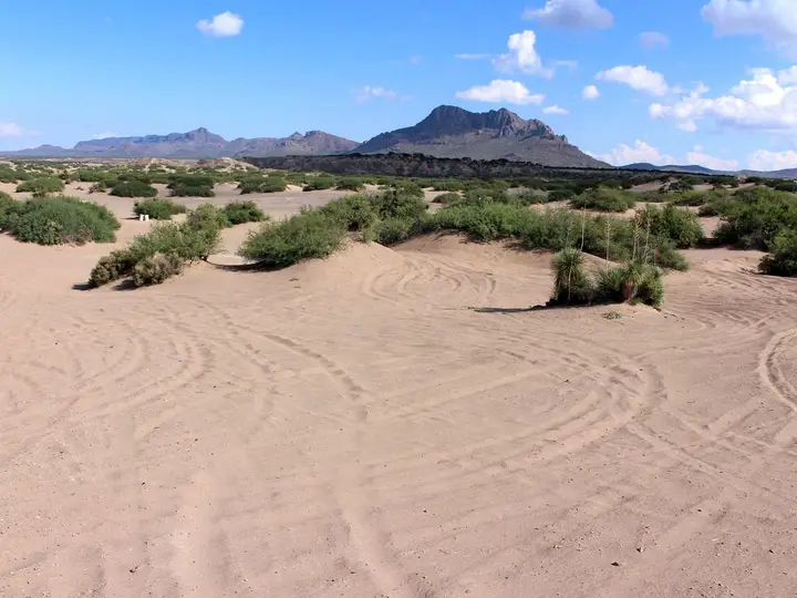 Open sand dunes with tire tracks and desert shrubs at Hot Well Dunes Recreation Area under a blue sky